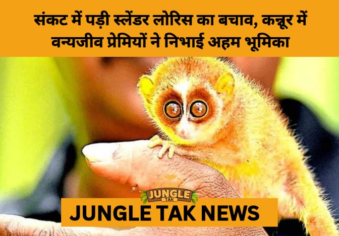 Rare Baby Gray Slender Loris Rescued in Kerala: Community Unites for Conservation- JUNGLE TAK