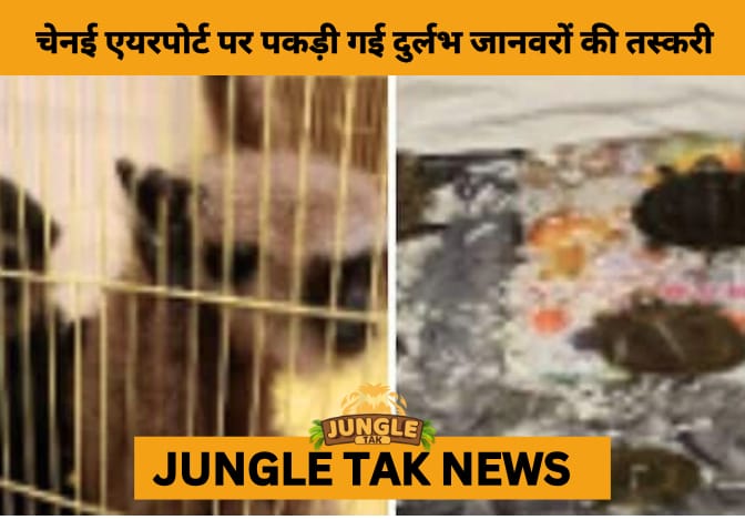 Exotic Wildlife Smuggling Foiled at Chennai Airport: Passenger Caught with Monkeys and Tortoises from Bangkok- JUNGLE TAK