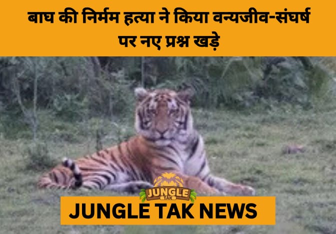 Tiger Lynched Near Kaziranga Sparks Alarms Over Escalating Human-Wildlife Conflict- JUNGLE TAK