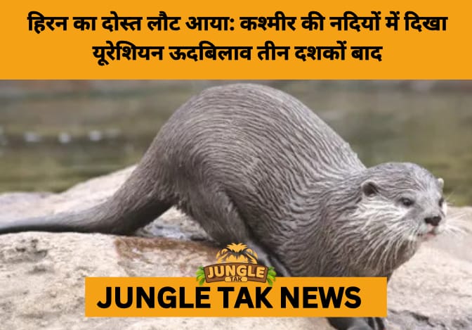 Elusive Eurasian Otter Returns to Kashmir After 30 Years, Rekindling Hopes for River Ecosystems- JUNGLE TAK
