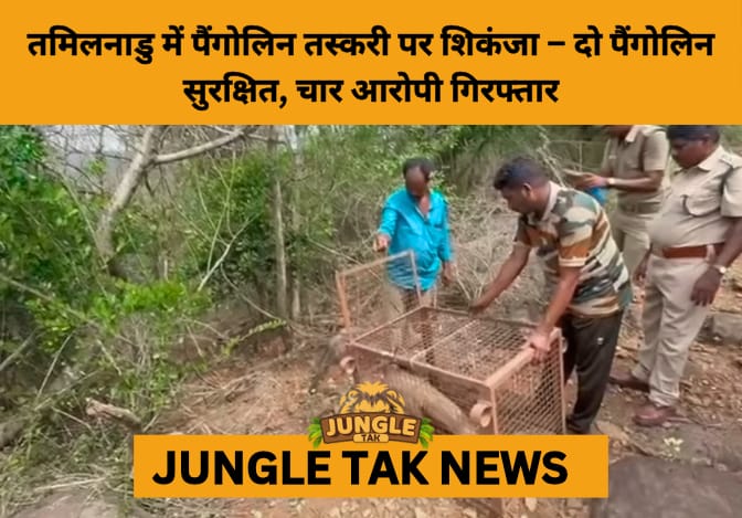 TNWCCB Rescues 2 Pangolins, Arrests 4 in Major Crackdown on Illegal Wildlife Trade- JUNGLE TAK