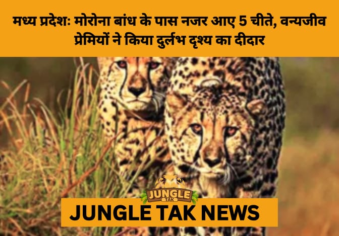 Majestic Sighting: Cheetahs Venture Beyond Kuno, Spotted Near Pagara Dam in Madhya Pradesh- JUNGLE TAK