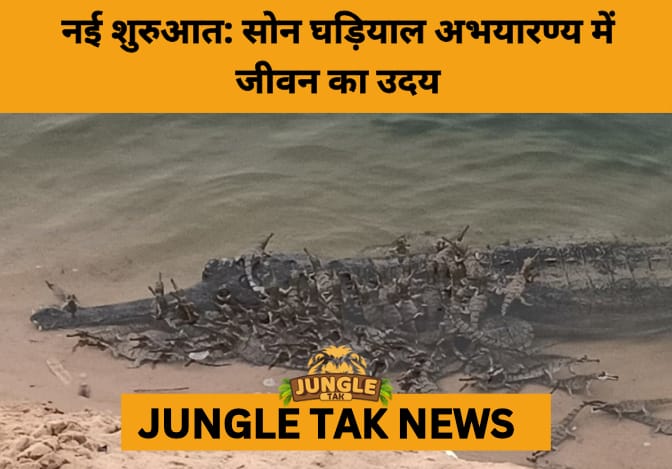 Gharials Rebound: 132 Hatchlings Signal Conservation Success in Madhya Pradesh’s Son Sanctuary- JUNGLE TAK