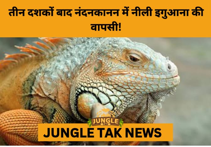 Historic Breakthrough: Nandankanan Zoo Welcomes 1st Blue Iguana Hatchlings in Over 30 Years- JUNGLE TAK