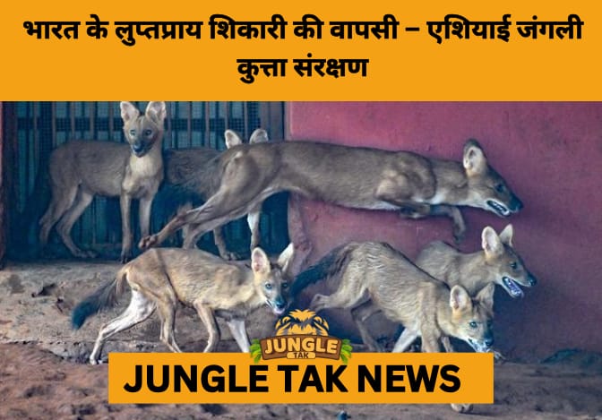 Visakhapatnam Zoo Leads the Way in Saving the Elusive Asiatic Wild Dog- JUNGLE TAK