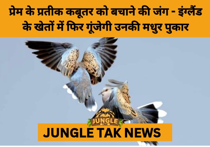 Echoes Restored: Britain Rallies to Save the Turtle Dove from Extinction- JUNGLE TAK