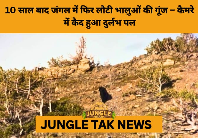 Trail Camera Captures First Black Bear Cubs in a Decade at Hood Mountain, Signaling Conservation Success- JUNGLE TAK