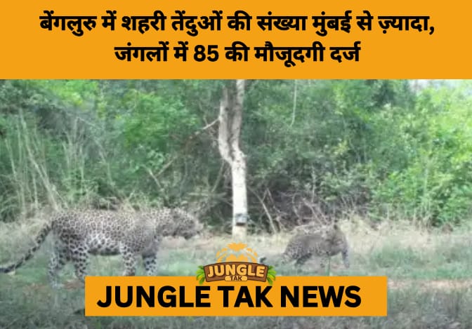 Bengaluru Emerges as Urban Leopard Capital: A Model for Wildlife Coexistence- JUNGLE TAK