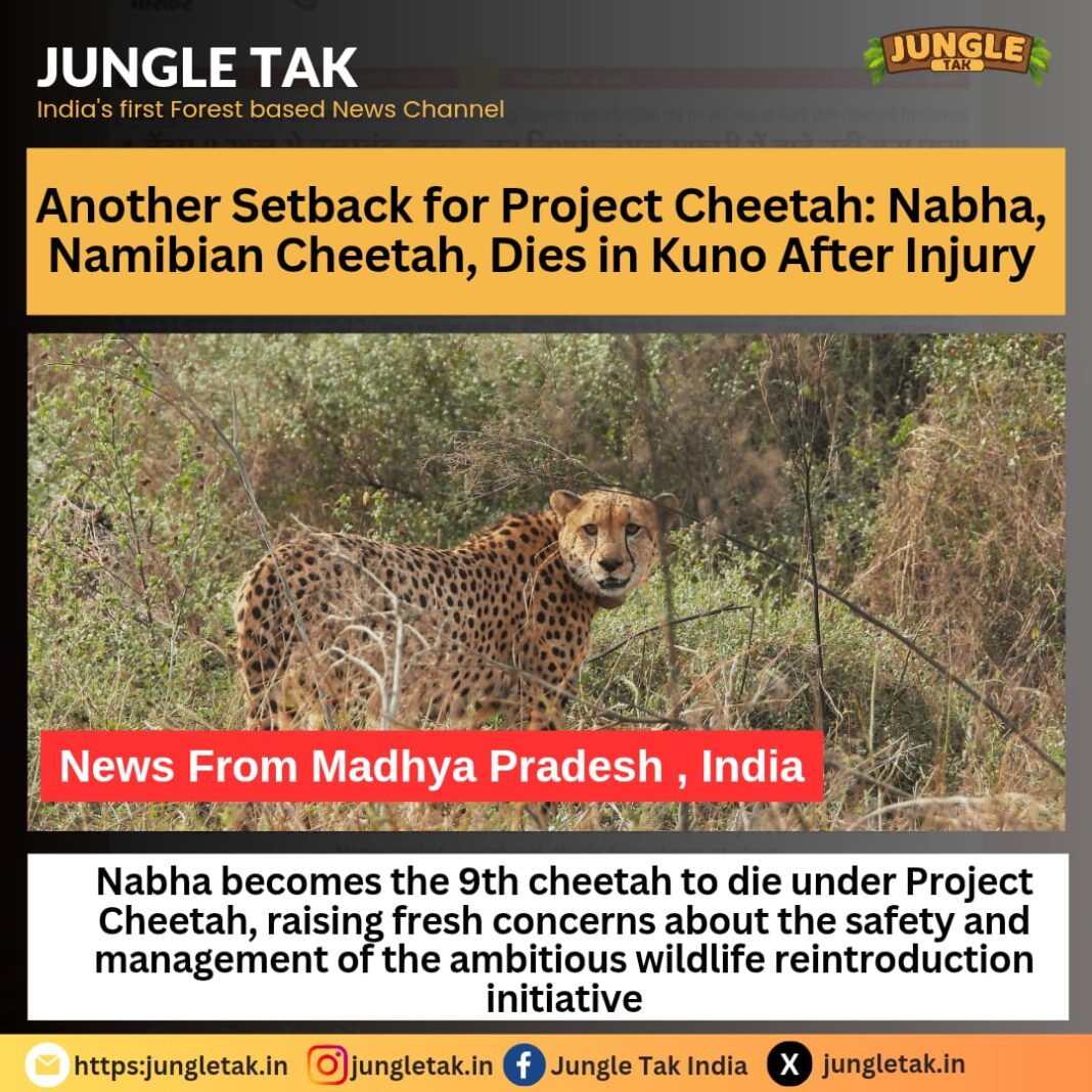 Project Cheetah Setback: Namibian Cheetah Nabha Dies at Kuno, Death Toll Reaches 10- JUNGLE TAK