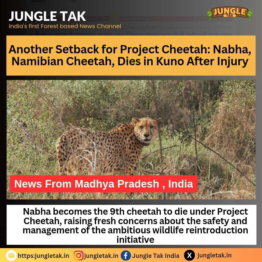 Project Cheetah Setback: Namibian Cheetah Nabha Dies at Kuno, Death Toll Reaches 10- JUNGLE TAK