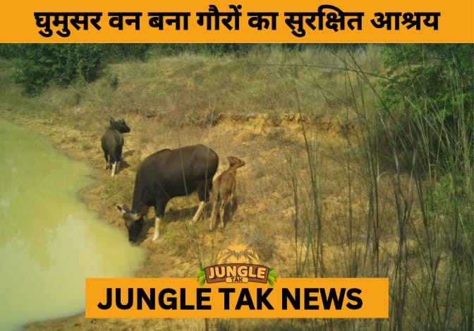 Indian Bison Thrives in Odisha’s Ghumusar Forest: Conservation Efforts Spark Wildlife Resurgence- JUNGLE TAK