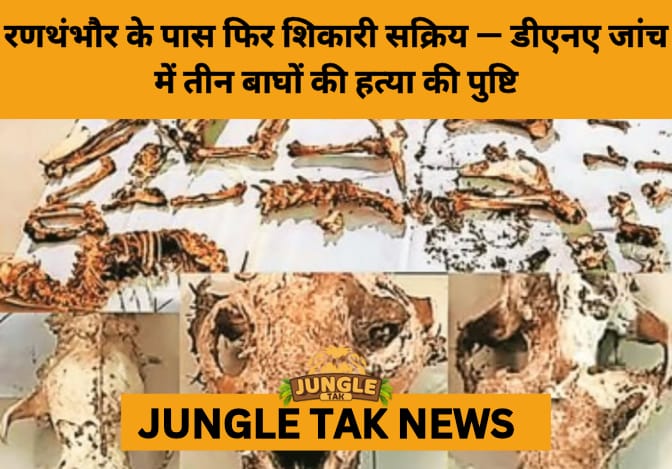 Ranthambhore Poaching Shock: DNA Reveals Killing of 3 Tigers, 1 Leopard- JUNGLE TAK