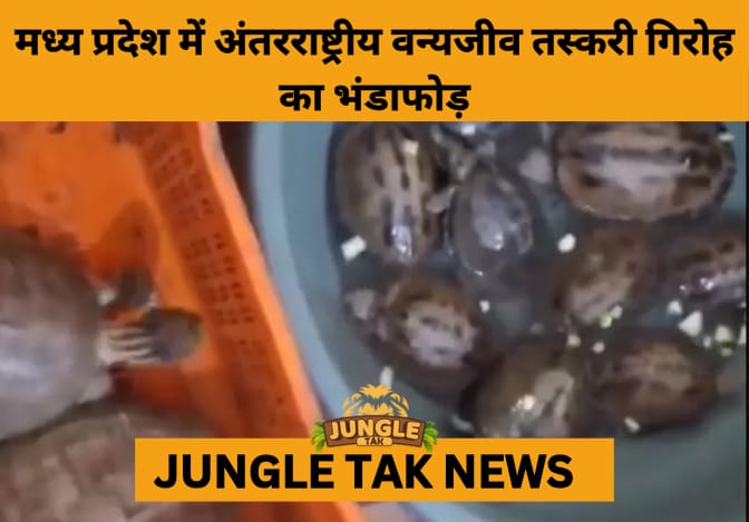 Wildlife Trafficking Racket Busted in Madhya Pradesh: STSF Seizes Gharial Hatchlings, Rare Turtles Linked to International Syndicate- JUNGLE TAK