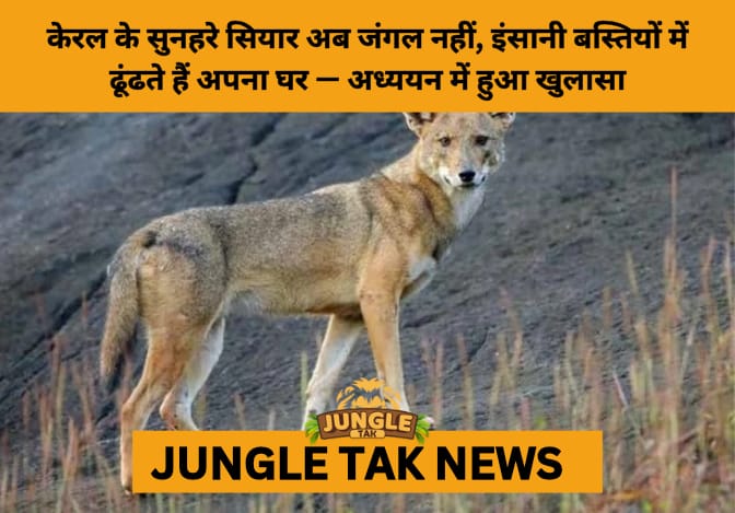 Golden Jackals Thrive Beyond Forests: Kerala Study Calls for New Conservation Strategy- JUNGLE TAK