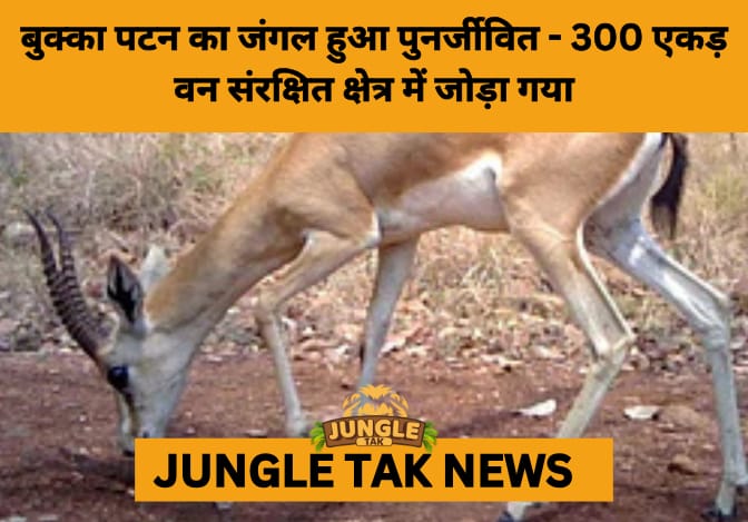 Karnataka Restores 300 Acres to Boost Bukkapatna Chinkara Sanctuary- JUNGLE TAK