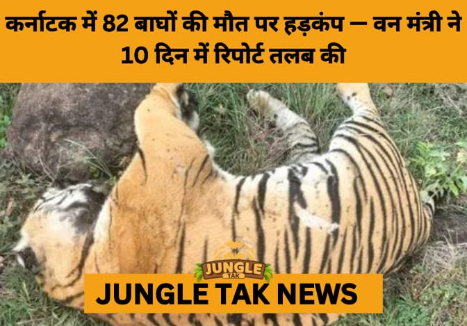 82 Tiger Deaths Since 2020: Karnataka Orders Probe Amid Rising Poaching Fears- JUNGLE TAK