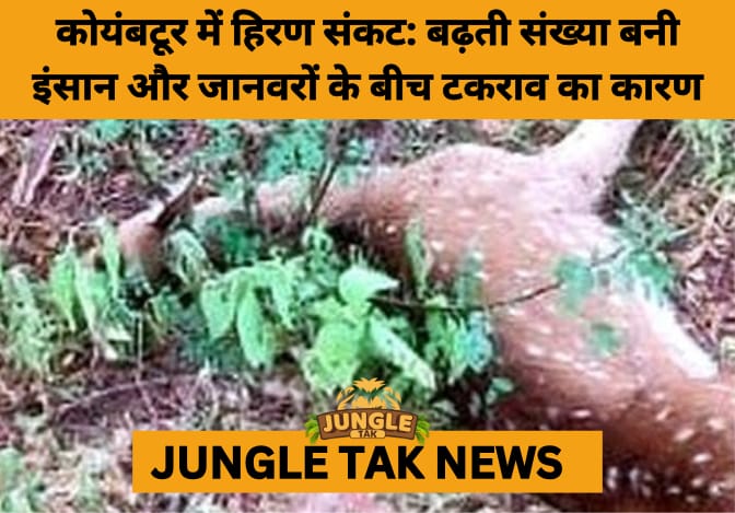 Unchecked Growth: Spotted Deer Overrun Coimbatore’s Semi-Urban Landscapes- JUNGLE TAK