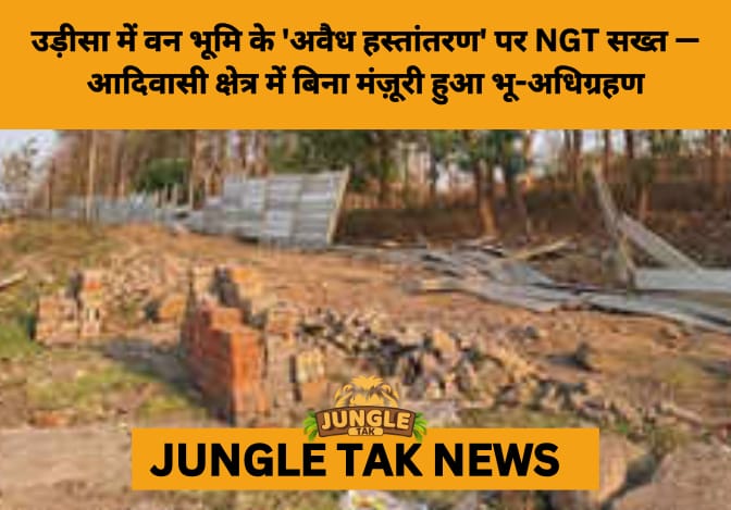 NGT Seeks Answers on Alleged Illegal Forest Land Diversion in Odisha's Tribal Belt- JUNGLE TAK