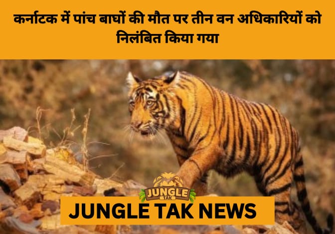 Karnataka Forest Officials Suspended After Tiger Poisoning; Guard’s Mysterious Death Adds to Crisis- JUNGLE TAK