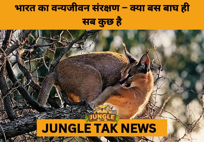 Beyond the Tiger: Why India’s Forgotten Species Deserve a Place in Conservation- JUNGLE TAK