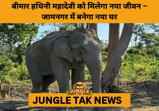 Bombay High Court Grants Freedom to Mahadevi: A Landmark Win for Elephant Welfare- JUNGLE TAK