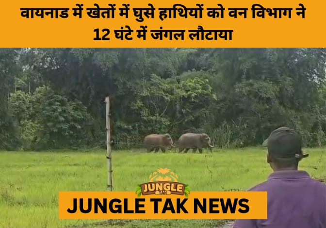 12-Hour Operation Pushes Back 3 Wild Elephants in Wayanad Villages- JUNGLE TAK