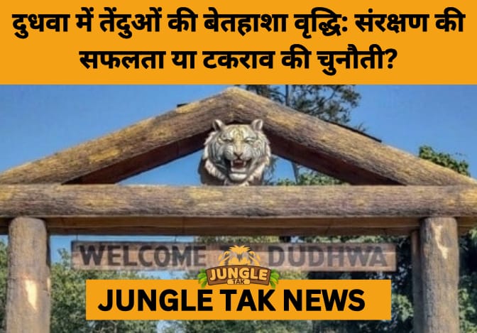 Leopard Population in Dudhwa Tiger Reserve Soars 198%: Conservation Triumph Sparks New Challenges- JUNGLE TAK