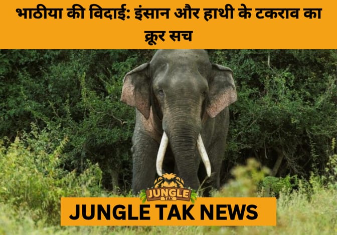 Bhathiya’s Tragic End Sparks National Outcry and Urgent Call for Wildlife Reform in Sri Lanka- JUNGLE TAK