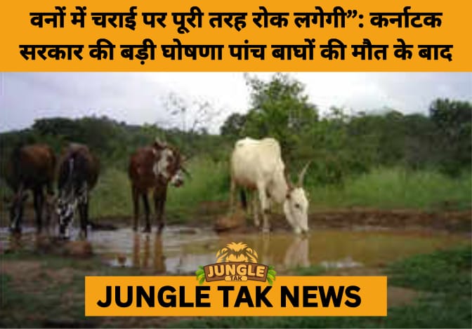 Karnataka Bans Livestock Grazing in Forests After MM Hills Tiger PoisoningsKarnataka Bans Livestock Grazing in Forests After MM Hills Tiger PoisoningsKarnataka Bans Livestock Grazing in Forests After MM Hills Tiger Poisonings-JUNGLE TAK