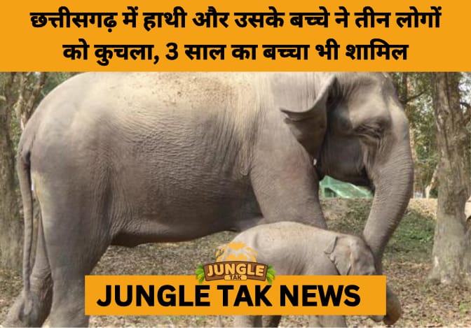 Tragedy in Chhattisgarh: Elephant Rampage Claims Three Lives, Highlights Escalating Human-Wildlife Conflict- JUNGLE TAK
