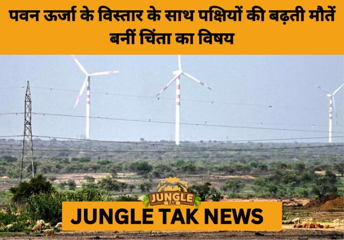 India’s Wind Energy Boom Faces Headwinds Over Bird Mortality Concerns- JUNGLE TAK
