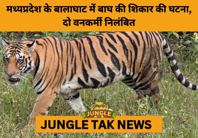 Tiger Poaching in Balaghat Sparks Outrage, Forest Officials Suspended Amid Cover-Up Allegations- JUNGLE TAK
