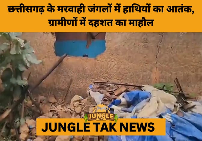 Human-Elephant Conflict Escalates in Chhattisgarh’s Marwahi: Villages on Edge Amid Crop Raids and Fear- JUNGLE TAK