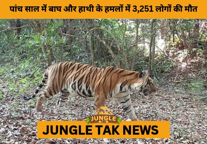 Over 3,200 Lives Lost to Tiger and Elephant Attacks in India (2020–2024), Data Reveals Alarming Human-Wildlife Conflict- JUNGLE TAK