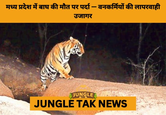 Balaghat Tiger Death Cover-Up: Forest Staff Burn Carcass, Sparking Probe into Negligence and Secrecy- JUNGLE TAK