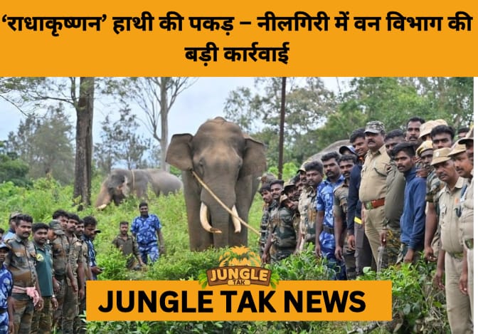Trouble-Tusker ‘Radhakrishnan’ Captured in Nilgiris After Years of Human-Elephant Conflict- JUNGLE TAK