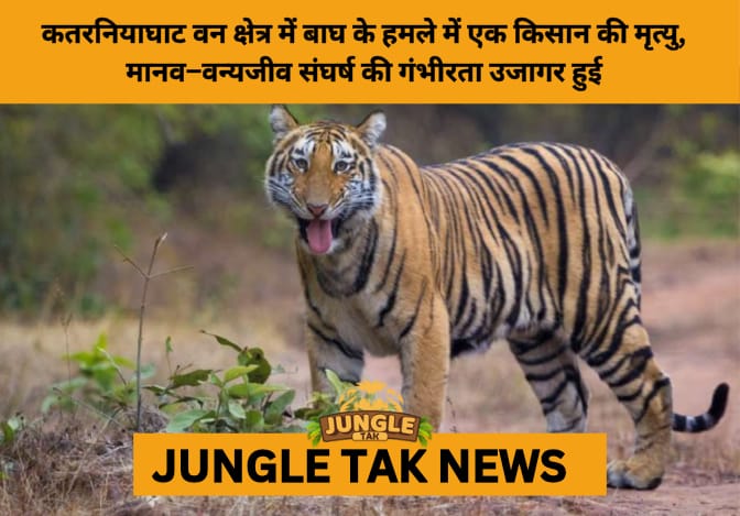 Tiger Mauls Farmer to Death Near Katarniaghat, Uttar Pradesh- JUNGLE TAK