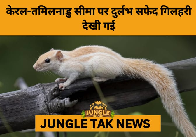 Rare White Squirrel Spotted Near Kerala–Tamil Nadu Border- JUNGLE TAK