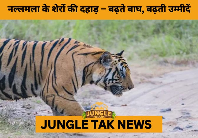 Tiger Population in Nallamala Forests Rises to 87, Conservation Efforts Pay Off- JUNGLE TAK