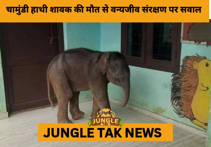 Orphaned Elephant Calf Chamundi Dies Amid Kerala–Karnataka Row Over Custody- JUNGLE TAK