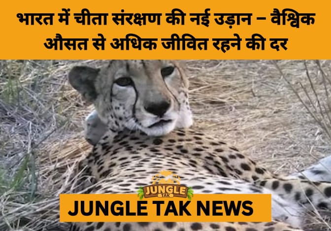 Project Cheetah: India Prepares for Arrival of 8–10 New Cheetahs by December 2025- JUNGLE TAK