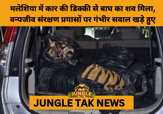 Brutal Killing of Critically Endangered Malayan Tiger in Johor Sparks National Outrage- JUNGLE TAK