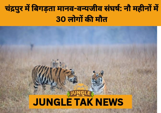 Blood on the Farmlands: Chandrapur Faces Escalating Human-Wildlife Conflict- JUNGLE TAK