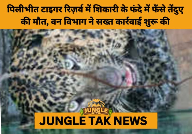 Leopard Dies After Rescue from Poacher’s Snare in Pilibhit Tiger Reserve; UP STF Steps In- JUNGLE TAK