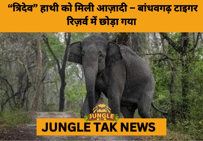 From Rescue to Freedom: Tridev the Elephant Returns to the Wild in Madhya Pradesh- JUNGLE TAK
