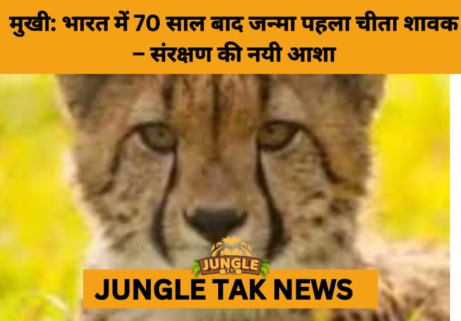 Mukhi: The First India-Born Cheetah Cub Becomes Symbol of Project Cheetah’s Success- JUNGLE TAK