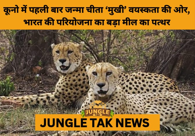 Project Cheetah Milestone: Mukhi Becomes First India-Born Cheetah to Reach Adulthood- JUNGLE TAK