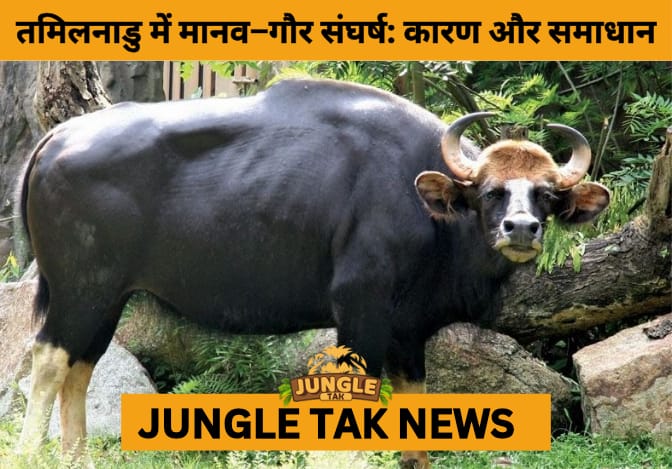 Study Warns of Rising Human–Gaur Conflict in Tamil Nadu, Calls for Coexistence Strategies- JUNGLE TAK