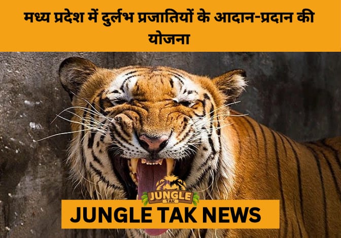 Madhya Pradesh Plans Tiger Exchange, Eyes Great Indian Bustard for Biodiversity Revival- JUNGLE TAK