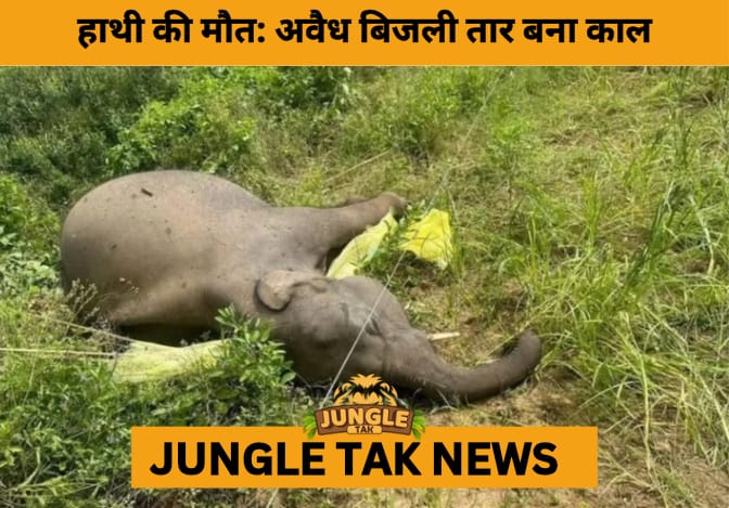 Pregnant Elephant Electrocuted by Illegal Fence Near Bandipur; Leopard Alerts Issued in Mysuru- JUNGLE TAK